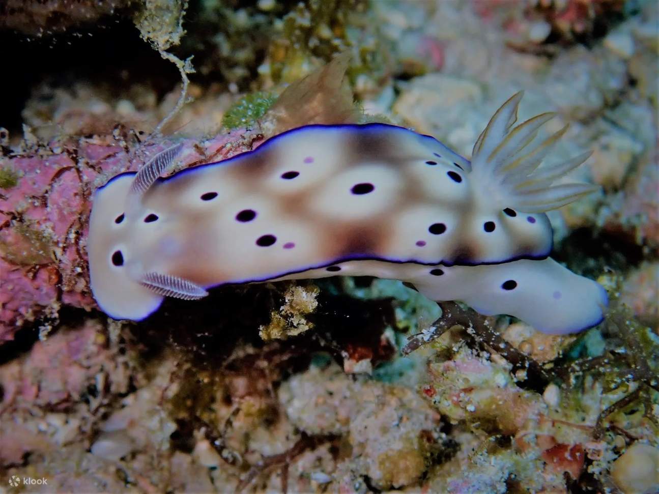 Remettre à niveau vos compétences et redécouvrir le monde sous-marin avec un Scuba Refresher à Puerto Galera.
